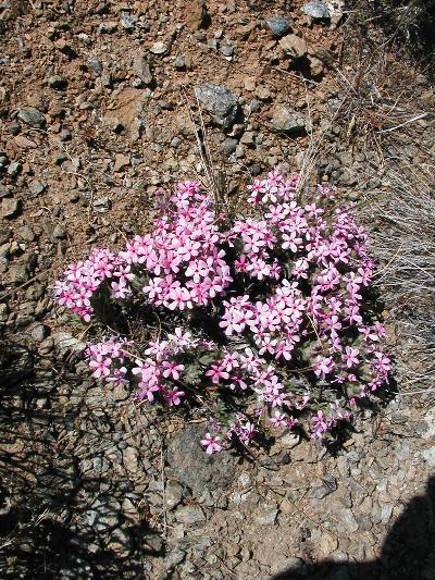 Phlox hirsuta Phlox hirsuta