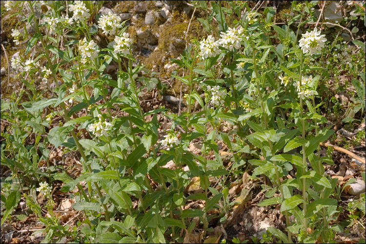 Arabis turrita