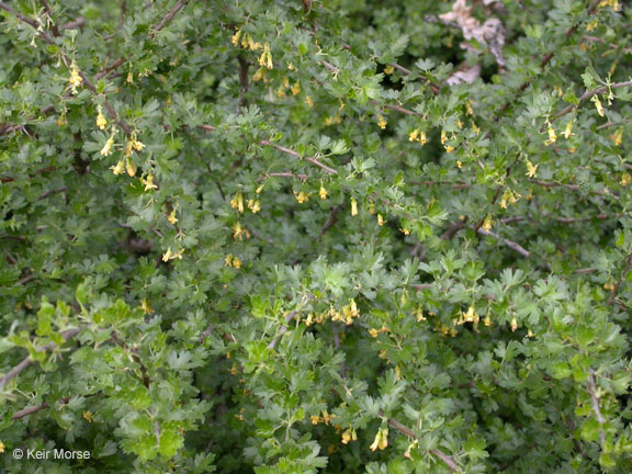 Ribes quercetorum
