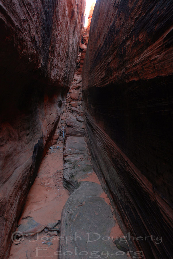 Hiking in a sandstone slot canyon; Waterholes Canyon; Navajo Nation, No. Arizona
