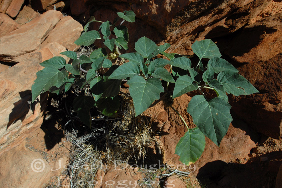 Datura stramonium Datura stramonium