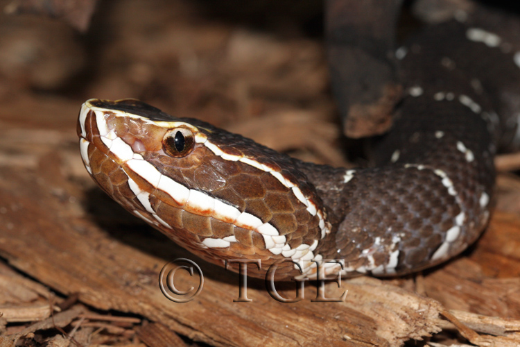 Agkistrodon bilineatus Agkistrodon bilineatus