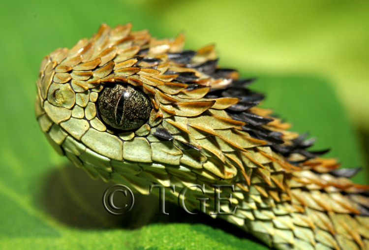 Hairy bush viper (Atheris hispida) on black background Stock Photo - Alamy