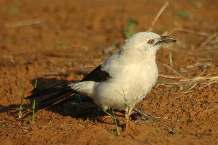 Turdoides bicolor