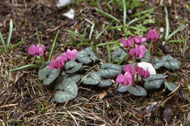 Cyclamen coum Cyclamen coum