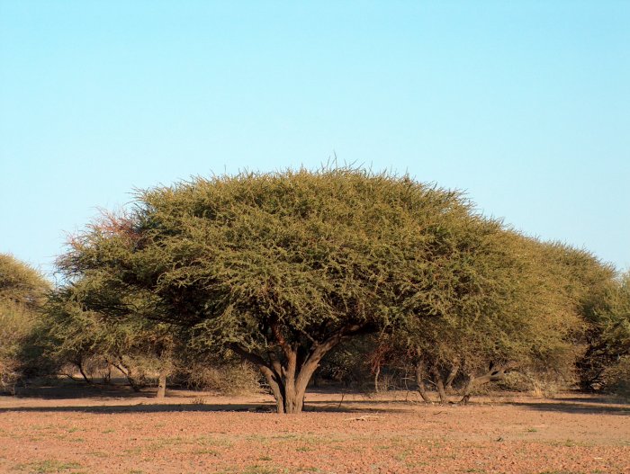 Vachellia tortilis