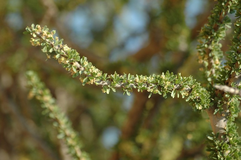 Boscia foetida ssp. rehmanniana