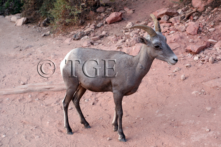 Ovis canadensis nelsoni