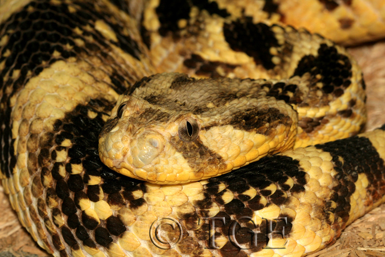Bitis arietans Bitis arietans