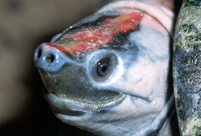 Batagur borneoensis