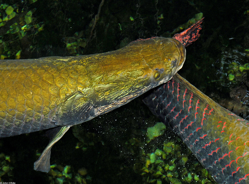 Arapaima gigas