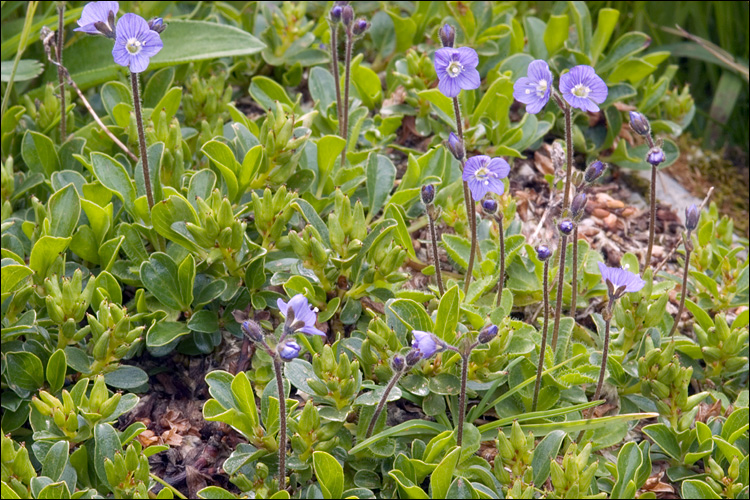 Veronica aphylla