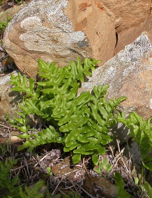 Polypodium californicum