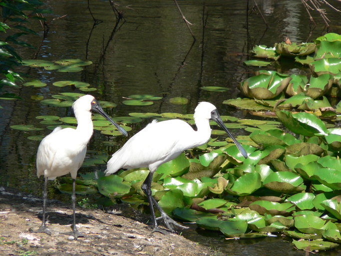 Platalea regia