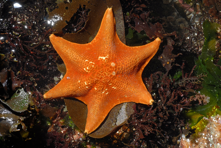 Patiria miniata