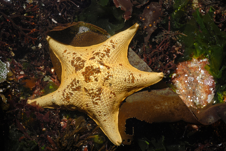 Patiria miniata Patiria miniata
