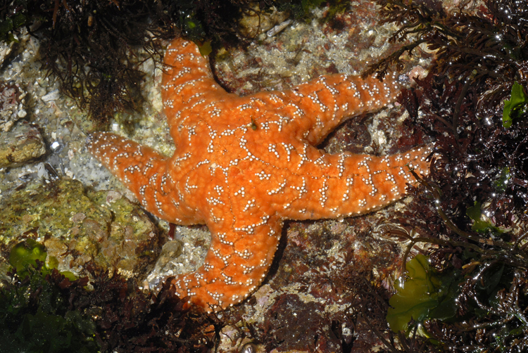 Pisaster ochraceus Pisaster ochraceus