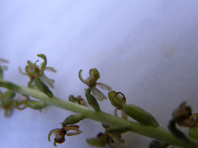 Piperia colemanii Piperia colemanii