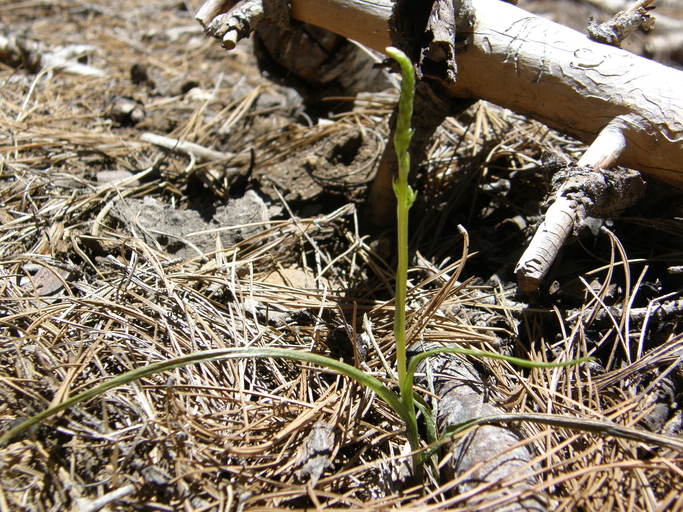 Piperia colemanii Piperia colemanii