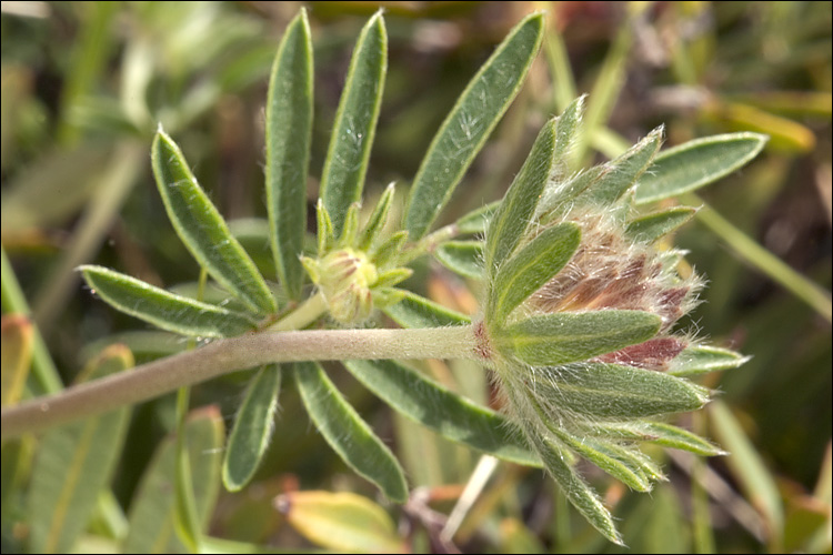 Anthyllis vulneraria ssp. rubiflora