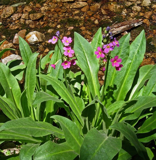 Primula parryi