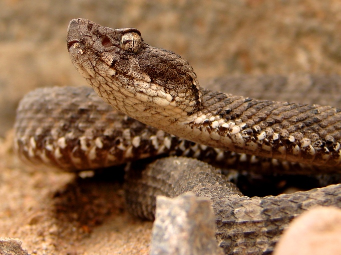 Bothrops pictus