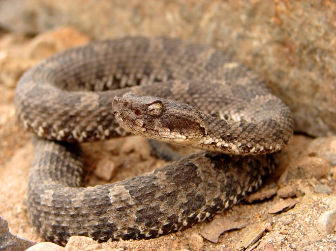 Bothrops pictus