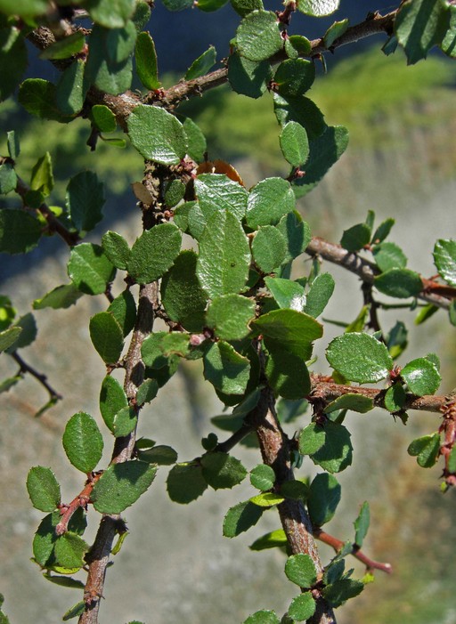 Rhamnus crocea