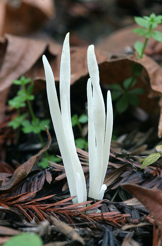 Clavaria vermicularis