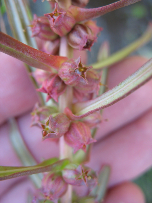 Ammannia robusta Ammannia robusta