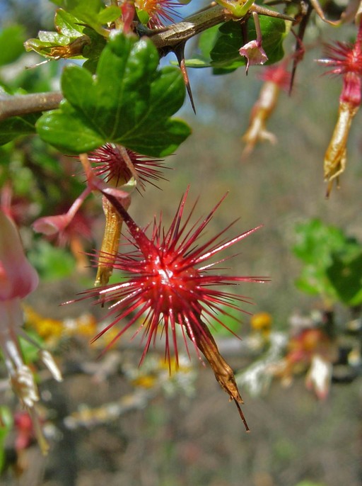 Ribes californicum var. californicum