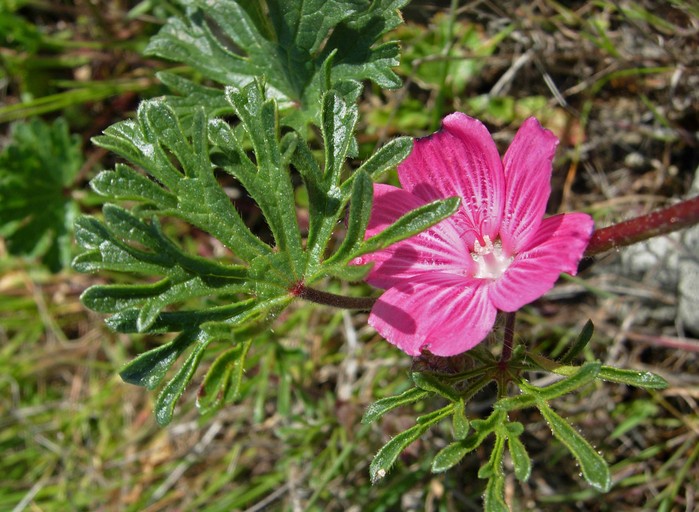 Sidalcea malviflora ssp. laciniata