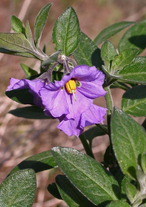 Solanum umbelliferum Solanum umbelliferum