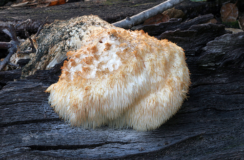 Hericium erinaceus Hericium erinaceus