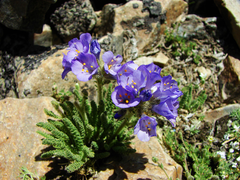 Polemonium viscosum Polemonium viscosum