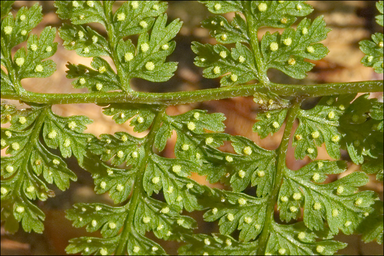 Cystopteris montana