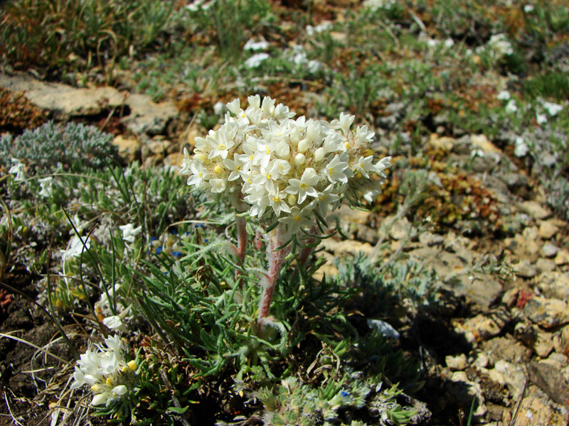 Ipomopsis congesta