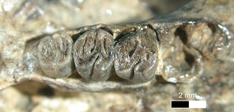 Megapeomys bobwilsoni