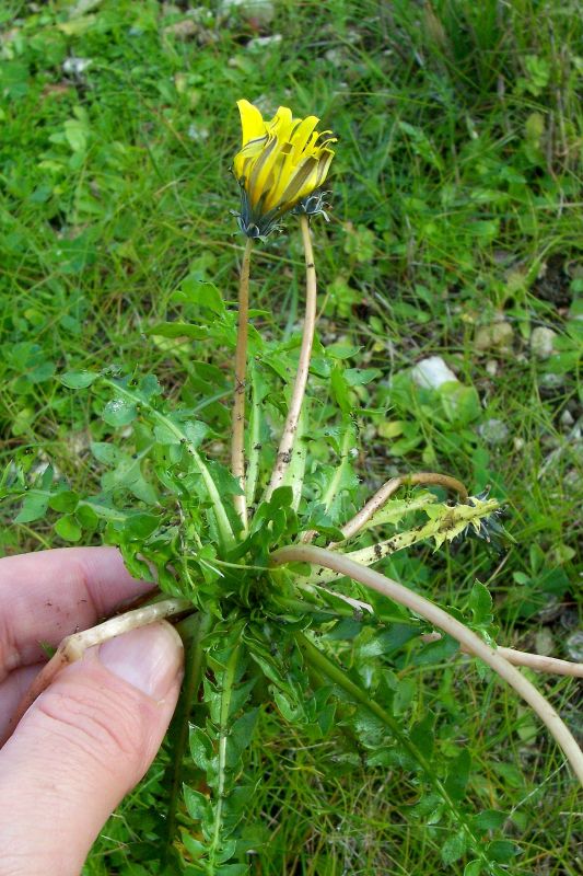 Taraxacum megalorrhizon