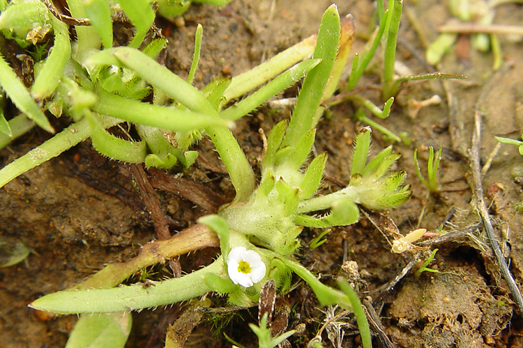 Plagiobothrys humistratus