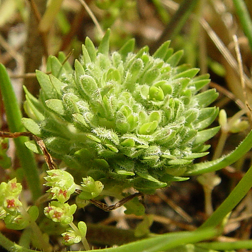 Lepidium latipes var. latipes