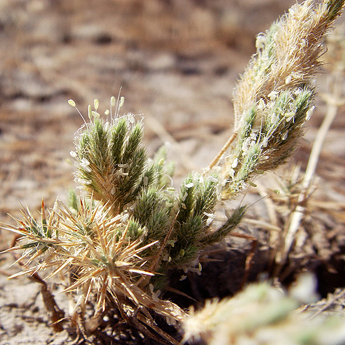 Orcuttia viscida