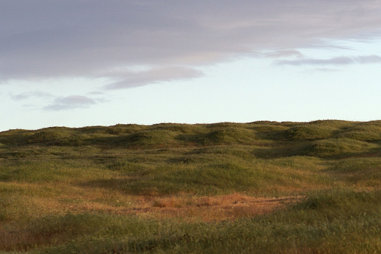 mima mounds