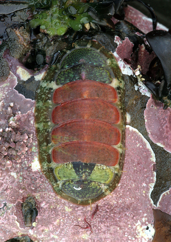 Dendrochiton flectens