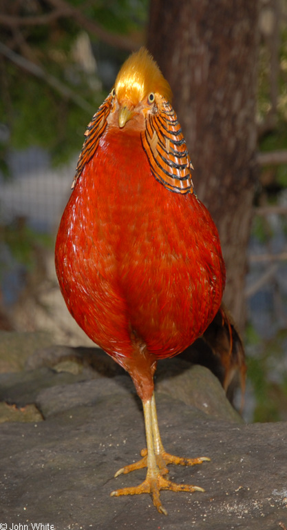 Chrysolophus pictus