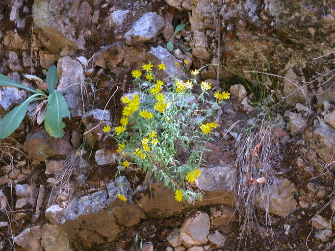 Eriophyllum latilobum