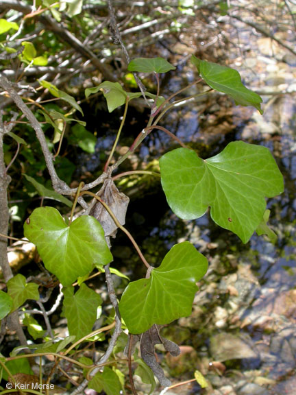 Hedera sp.