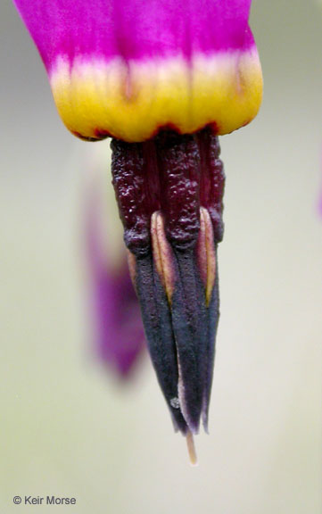 Primula pauciflora