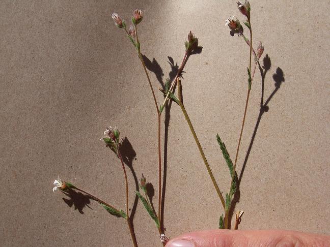 Ivesia pickeringii Ivesia pickeringii