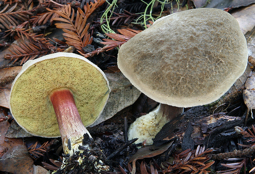 Boletus zelleri